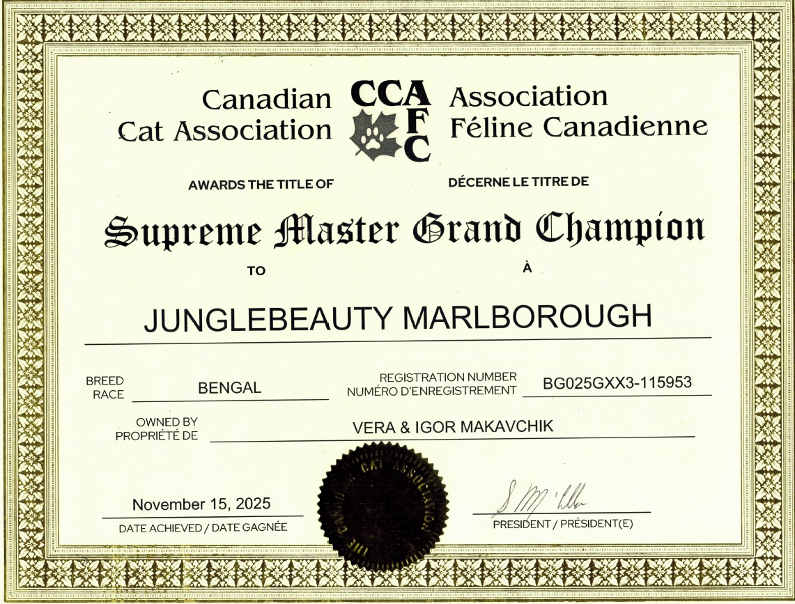 Canadian Cat Association Award: Best Brown Rosetted Bengal Cat in 2023/2024 season, Junglebeauty Marlborough, has earned the title of Supreme Master Grand Champion