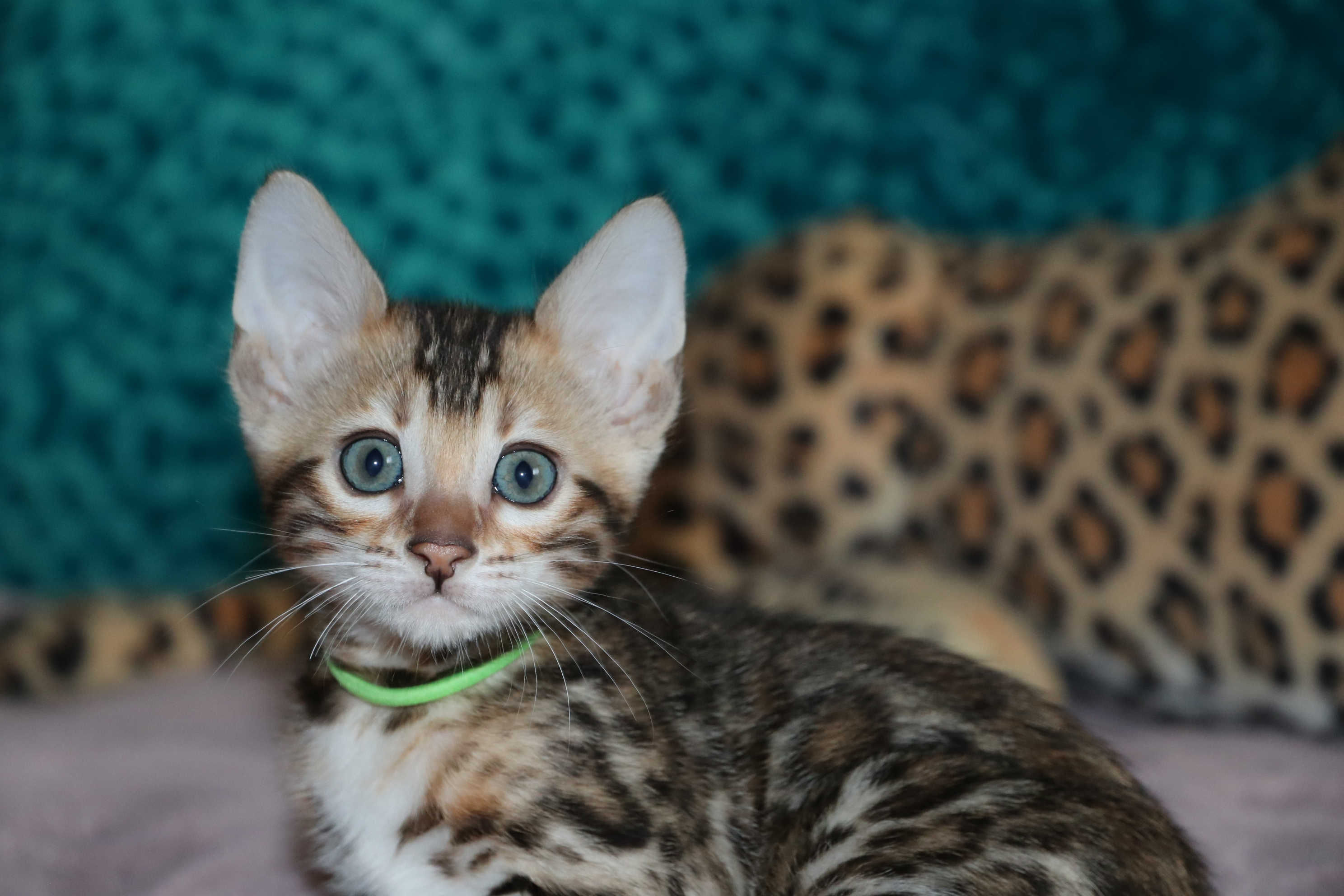 One of the best Bengal Kittens