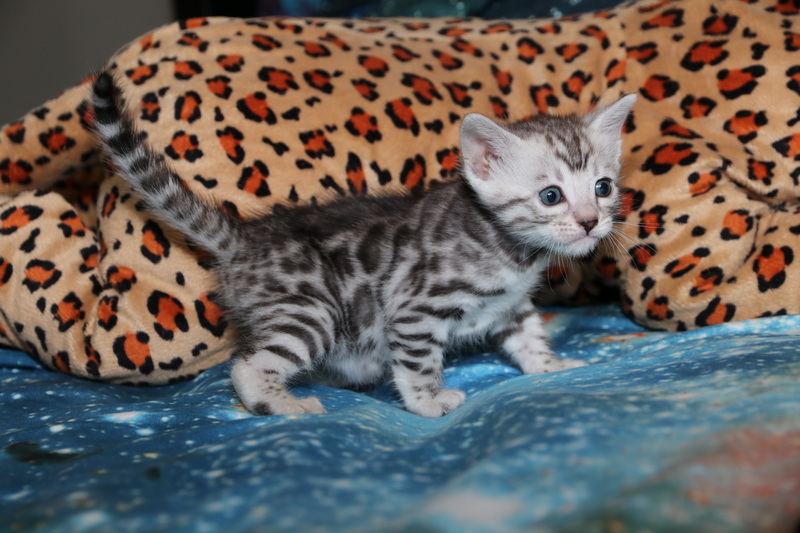 One of the best Bengal Kittens