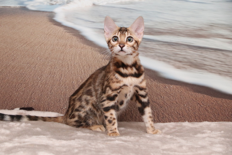 One of the best Bengal Kittens