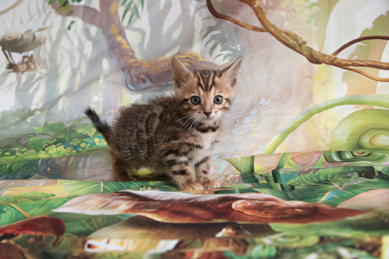 Another alt text