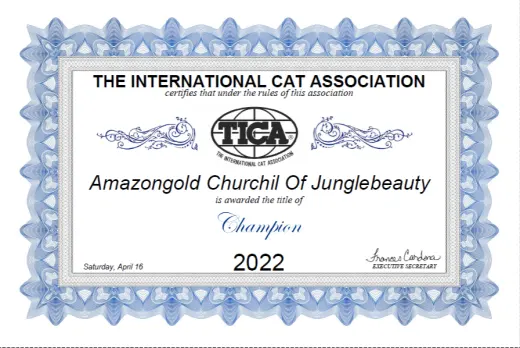 Churchil: TICA Champion 2022