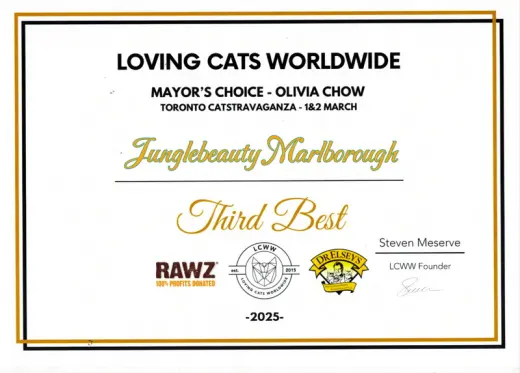 LCWW Award 2025: Brown Rosetted Bengal Cat Junglebeauty Marlborough was awarded by Toronto Mayor as a Third Best Cat of the Show