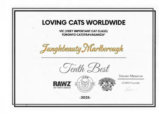 LCWW Award 2025: Brown Rosetted Bengal Cat Junglebeauty Marlborough got award of Tenth Best Cat in the VIC class of the Show