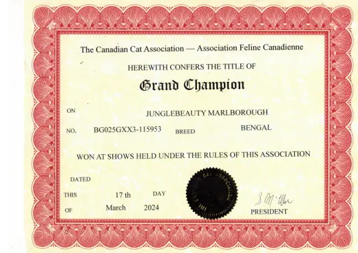 Canadian Cat Association Award: Brown Rosetted Bengal Cat Junglebeauty Marlborough, has earned the title of Champion in 2024