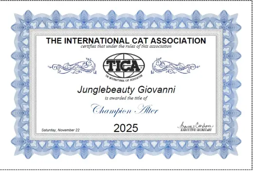 TICA Award 2025: Brown Rosetted Bengal Cat Junglebeauty Giovanni won 4 finals and has earned TICA Champion Alter Title