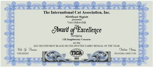 TICA Award of Excellence 2023: Second Best Silver Rosetted Bengal Cat, Junglebeauty Caesarus (The International Cat Association)