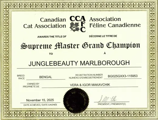 Canadian Cat Association Award: Best Brown Rosetted Bengal Cat in 2023/2024 season, Junglebeauty Marlborough, has earned the title of Supreme Master Grand Champion