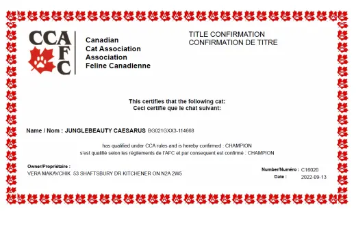 Caesarus: Canadian Cat Association Champion 2022