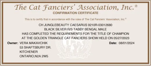 Caesarus: The Cat Fancier's Association Champion 2024