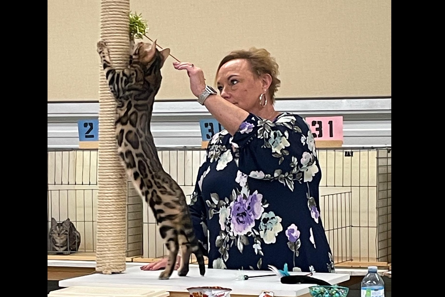New Bengal Kittens Arrived!