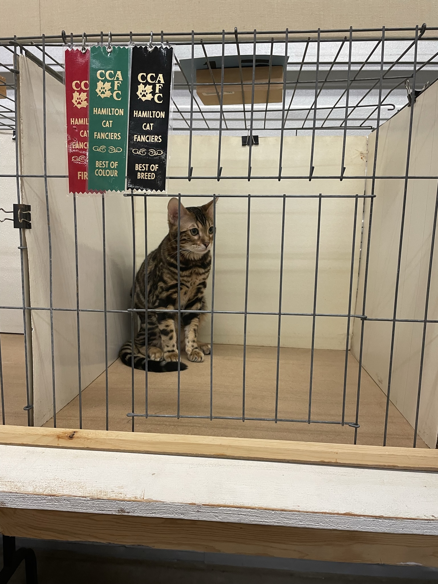 Adoption Success Stories