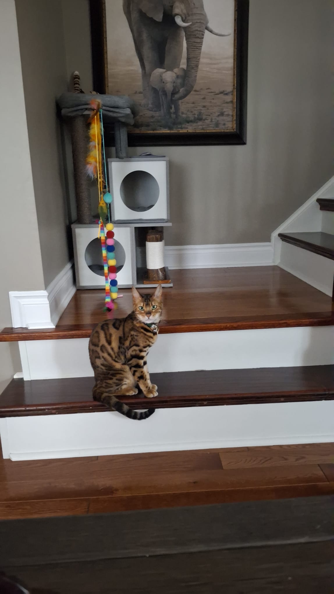 Bailey from JungleBeauty Bengals