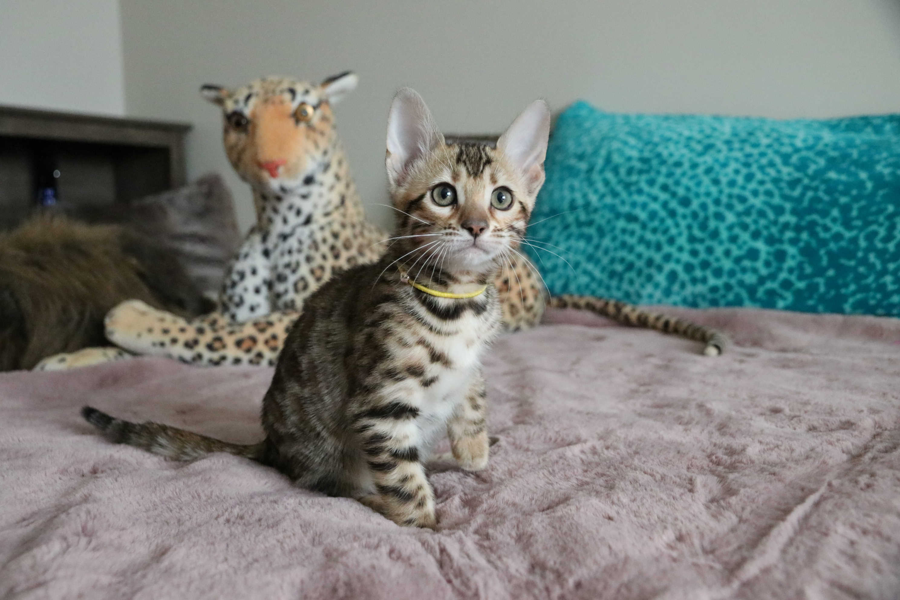 Yellow Collar Girl photo