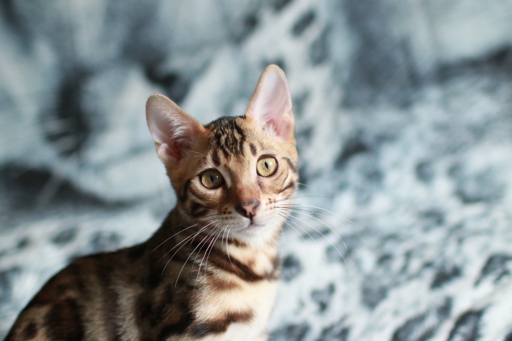 Orange Collar Boy. photo