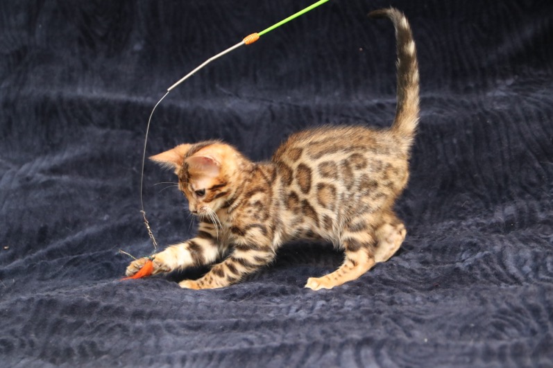 Bengal kitten